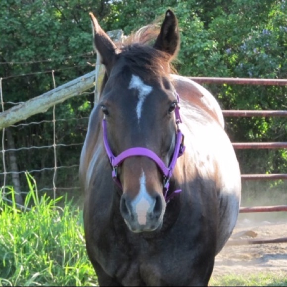 Meet your Posher, Ada - Picture 1 of 1